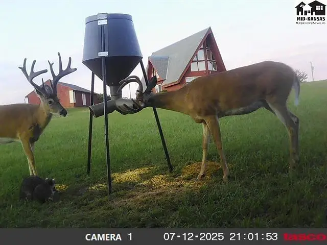 Two deer and a raccoon gather at a large black feeder in a grassy field near a red barn.