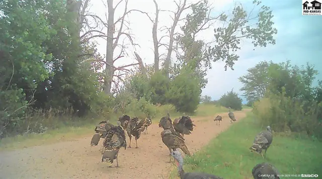 A flock of wild turkeys walks along a dirt path surrounded by trees and green grass.