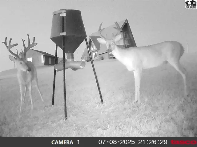 Two deer, one white, stand near a large feeder with a rustic building in the background.