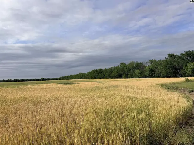 Expansive field of golden wheat stretches towards a distant line of green trees.