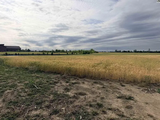 Expansive field of golden grain under a cloudy sky with distant buildings.