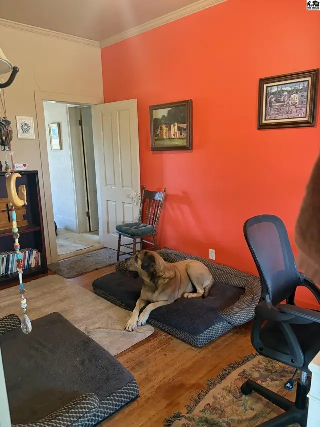 A large dog rests on a bed in a room with bright orange walls, hardwood floors, and a bookshelf.
