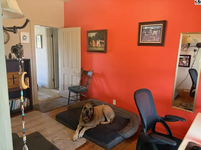 A large dog rests on a bed in a bright orange room with artwork, a desk, and a mirror.