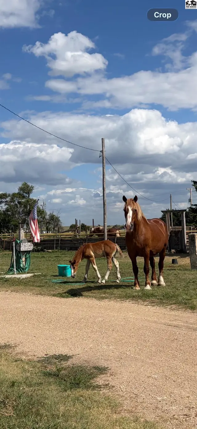 Two horses stand in a grassy field with a dirt path, under a cloudy blue sky.
