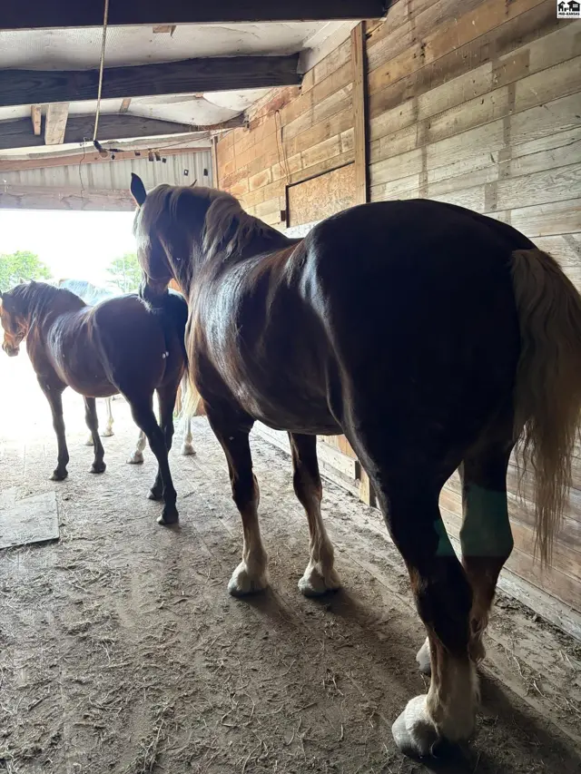 Horses stand in a rustic barn with wood plank walls and a dirt floor.