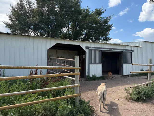 Two dogs walk towards a white barn with sliding doors and wooden fencing.