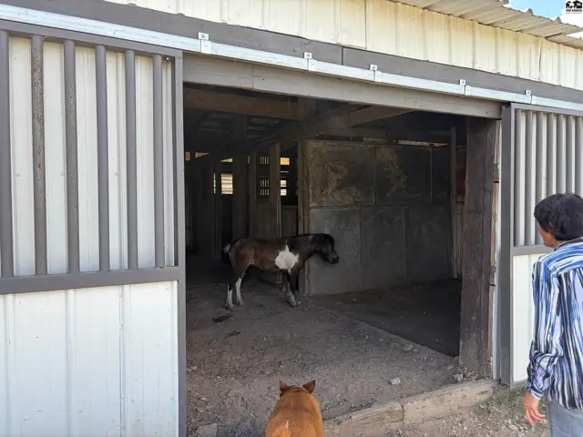 A horse stands in a rustic barn with sliding metal doors and concrete stalls.