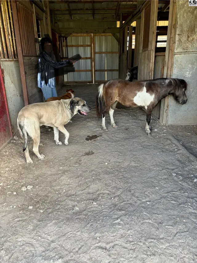 A large dog and a pony stand in a rustic barn with wooden stalls and a dirt floor.