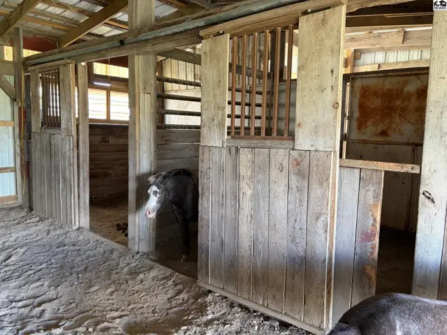 Rustic wooden horse stalls with a donkey peeking out, featuring rough-hewn planks and metal accents.
