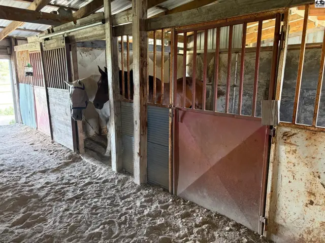 Horses stand in rustic stalls with metal gates and concrete floors, featuring wooden beams overhead.