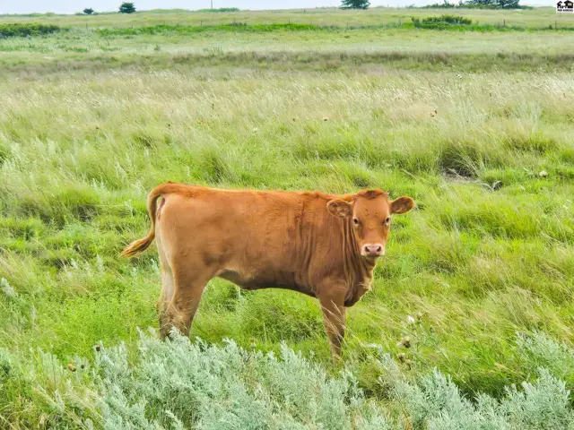 Photo of 0000 N County Rd, Coldwater, KS